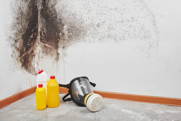 Attic Mold Removal in Payne, OH