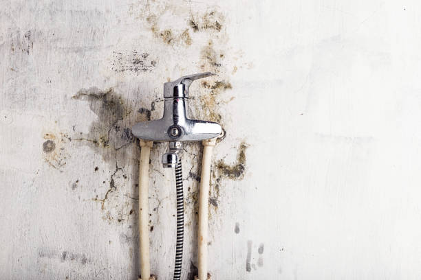 Best Residential Mold Removal  in Payne, OH