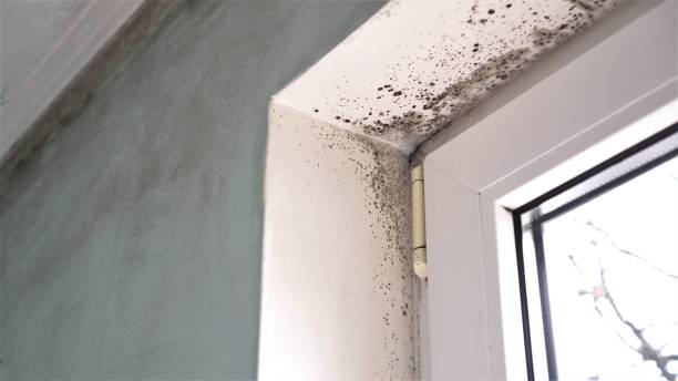 Best Fast Mold Removal  in Payne, OH