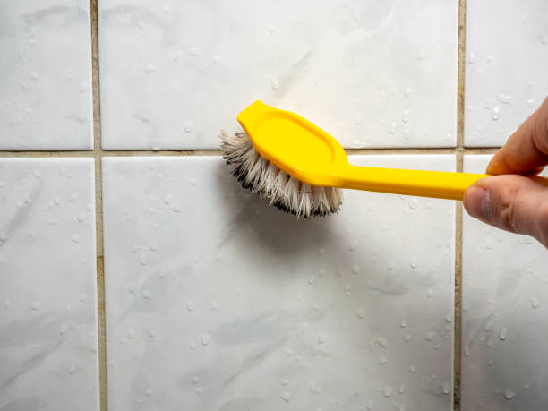 Best Toxic Mold Removal  in Payne, OH