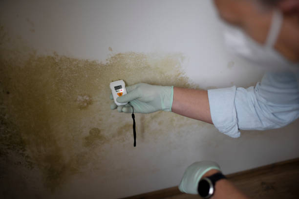 Best Attic Mold Removal  in Payne, OH