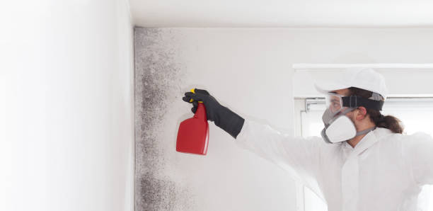 Best Mold Cleaning Services  in Payne, OH