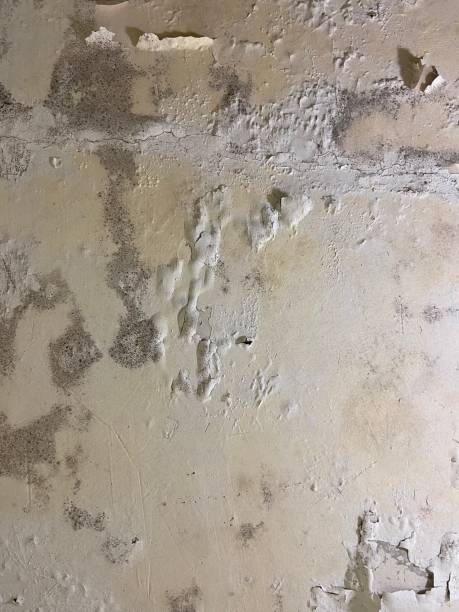 Best Professional Mold Removal  in Payne, OH