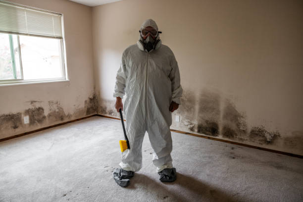 Best Certified Mold Removal  in Payne, OH
