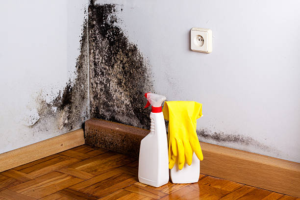 Best Toxic Mold Removal  in Payne, OH