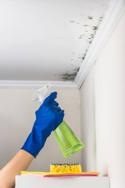 Best Affordable Mold Removal  in Payne, OH