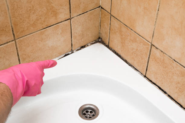 Best Certified Mold Removal  in Payne, OH