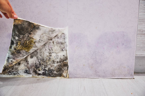 Best Black Mold Removal  in Payne, OH